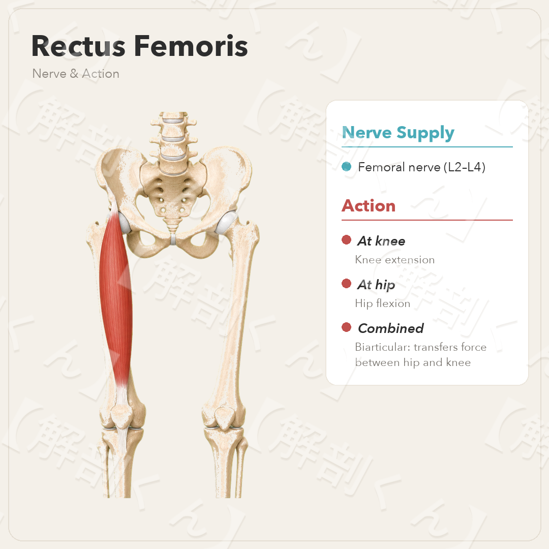 Rectus Femoris Nerve & Function