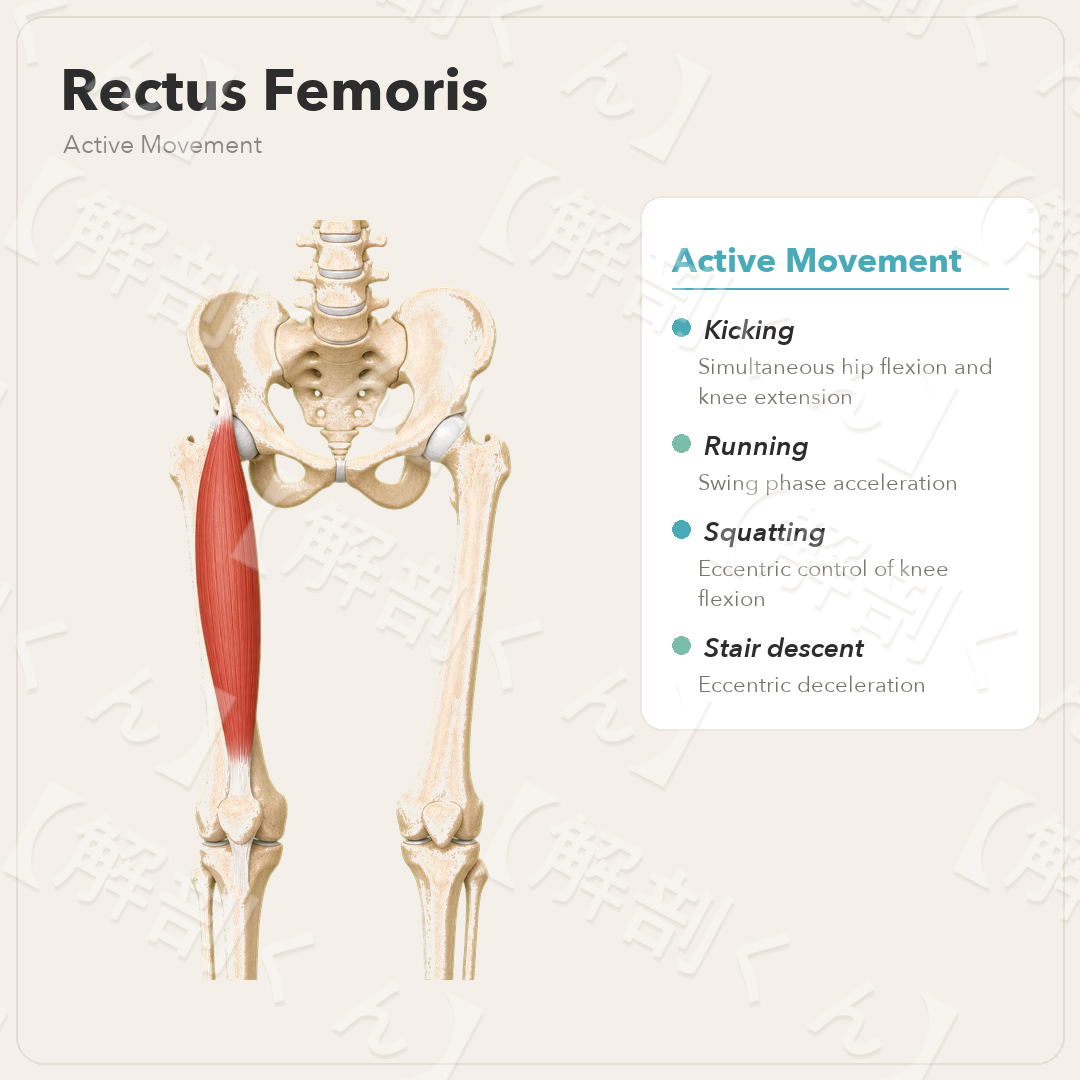 Rectus Femoris Active Movement