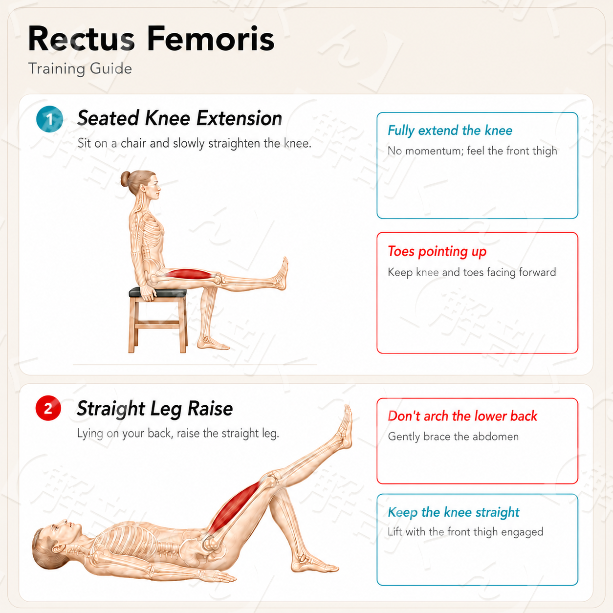 Rectus Femoris Training Guide