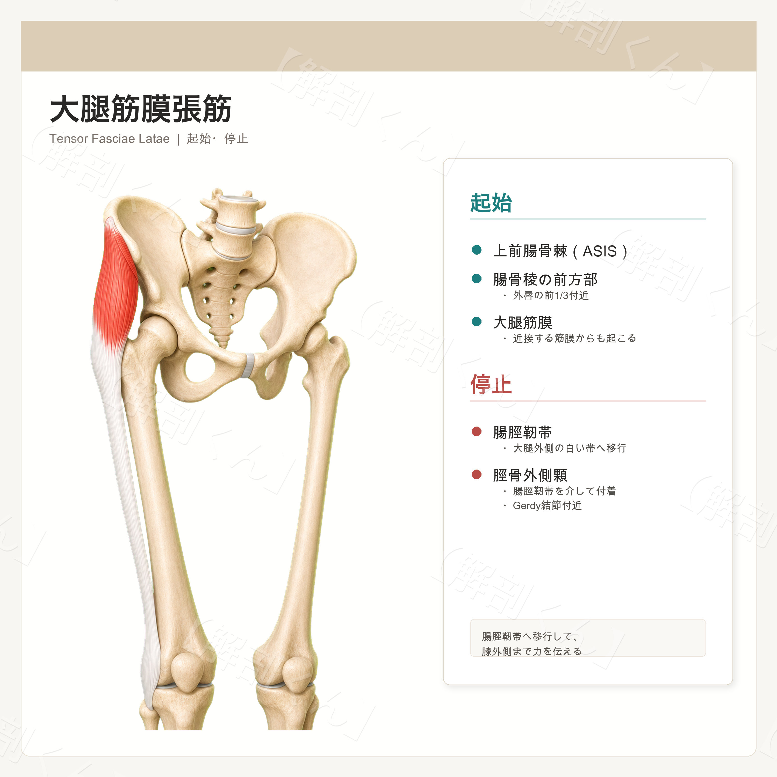 大腿筋膜張筋 起始・停止
