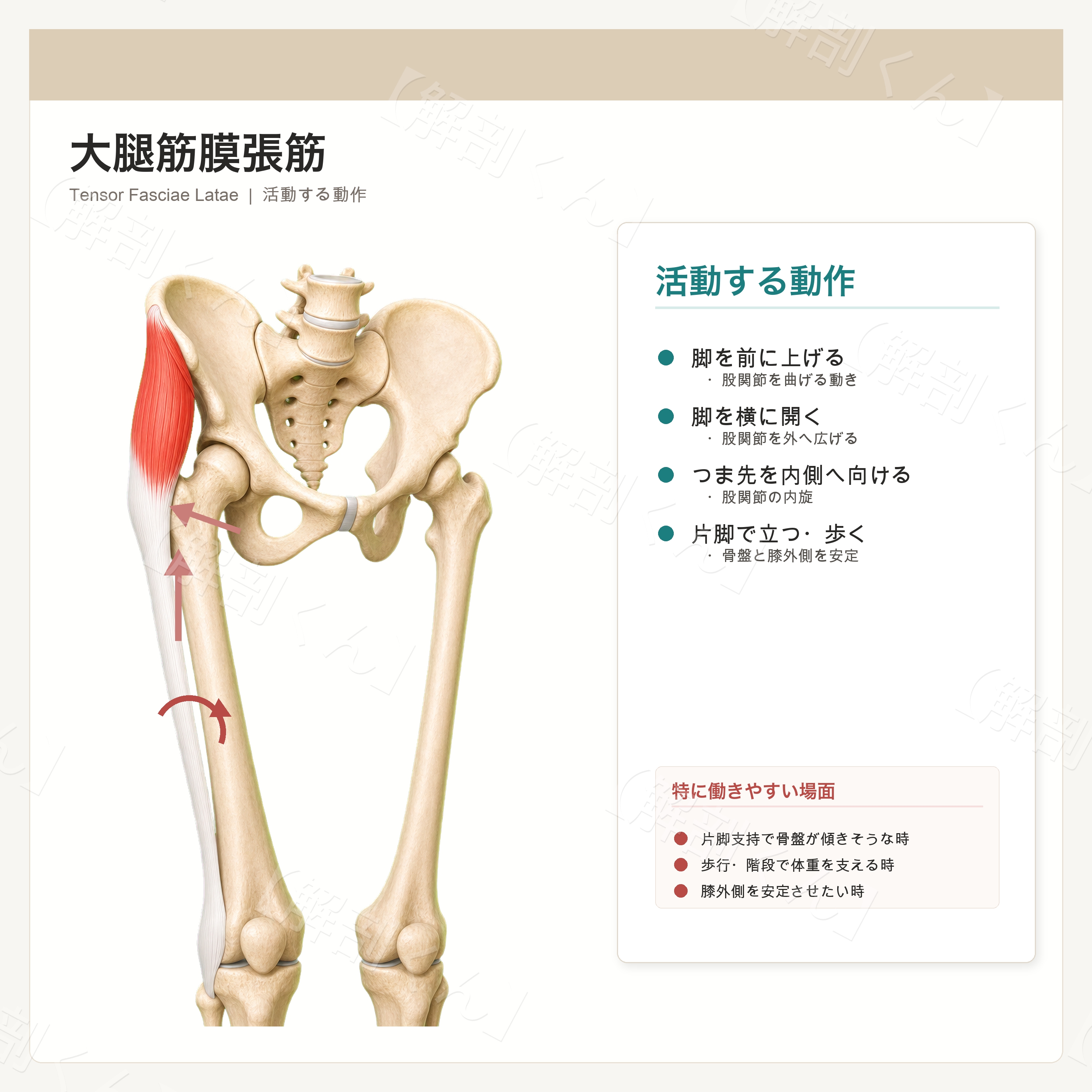 大腿筋膜張筋 活動する動作