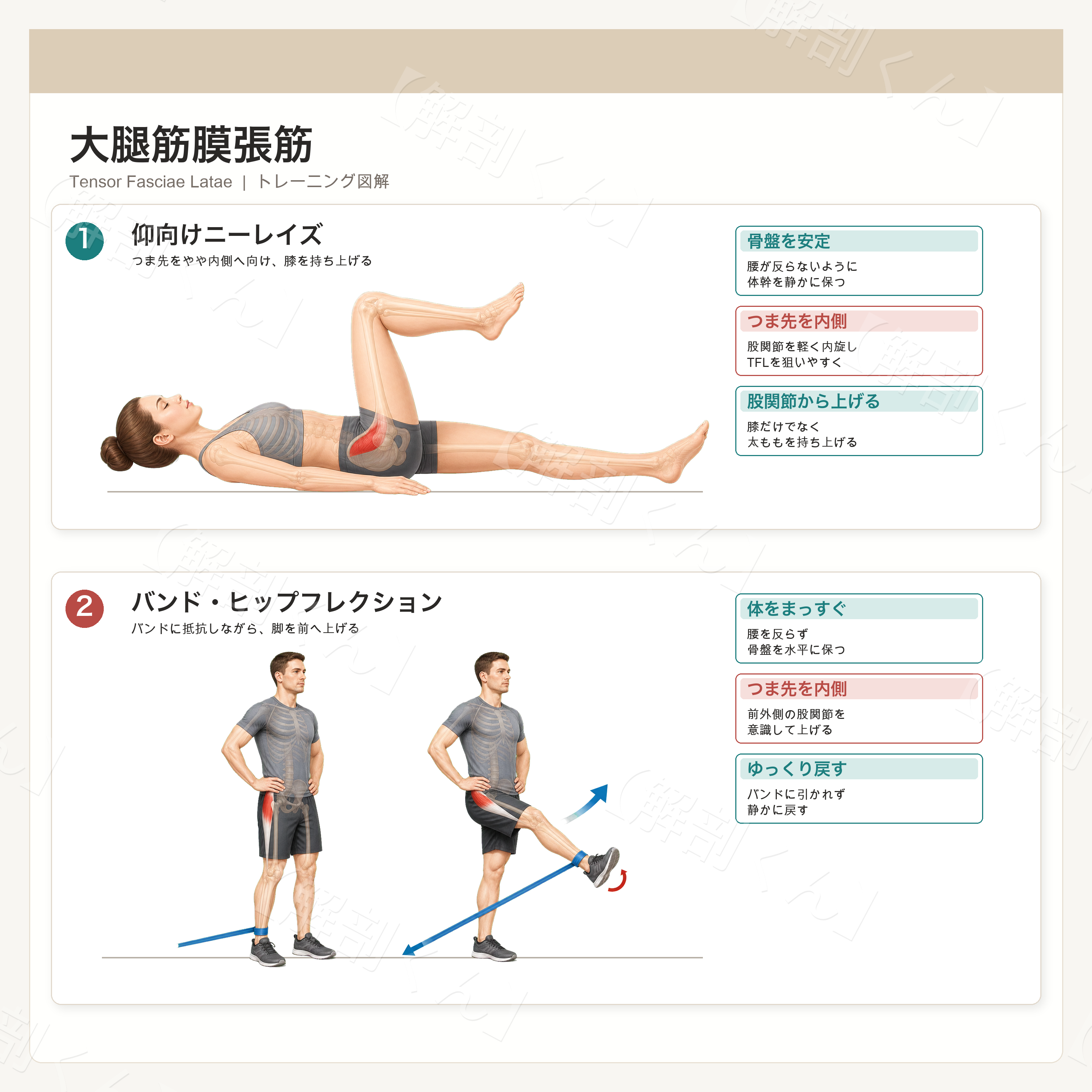 大腿筋膜張筋 トレーニング図解