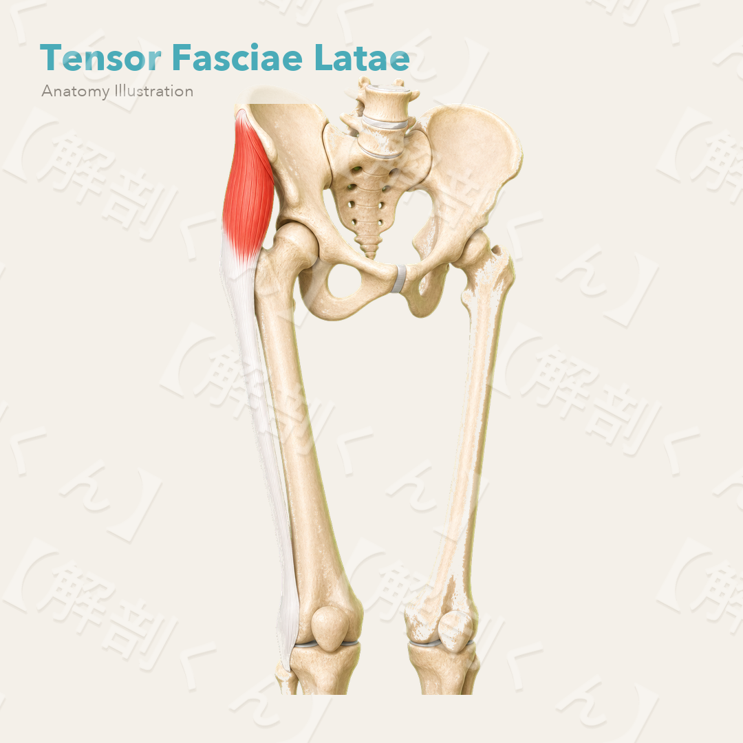 Tensor Fasciae Latae