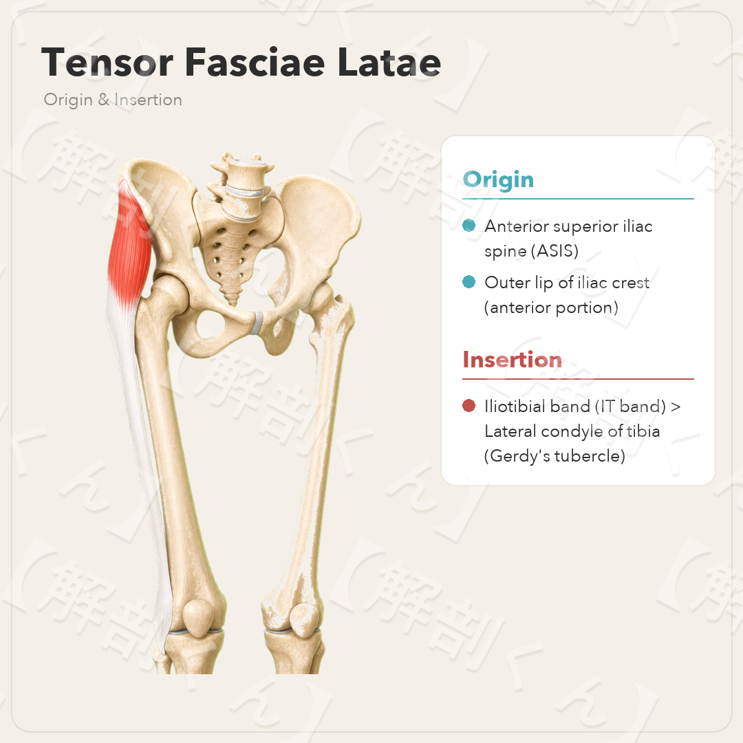 Tensor Fasciae Latae Origin & Insertion