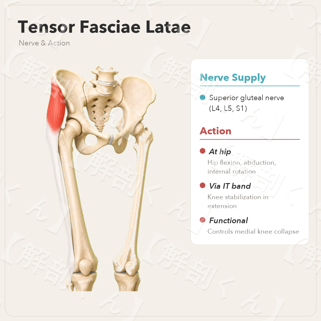 Tensor Fasciae Latae Nerve & Function