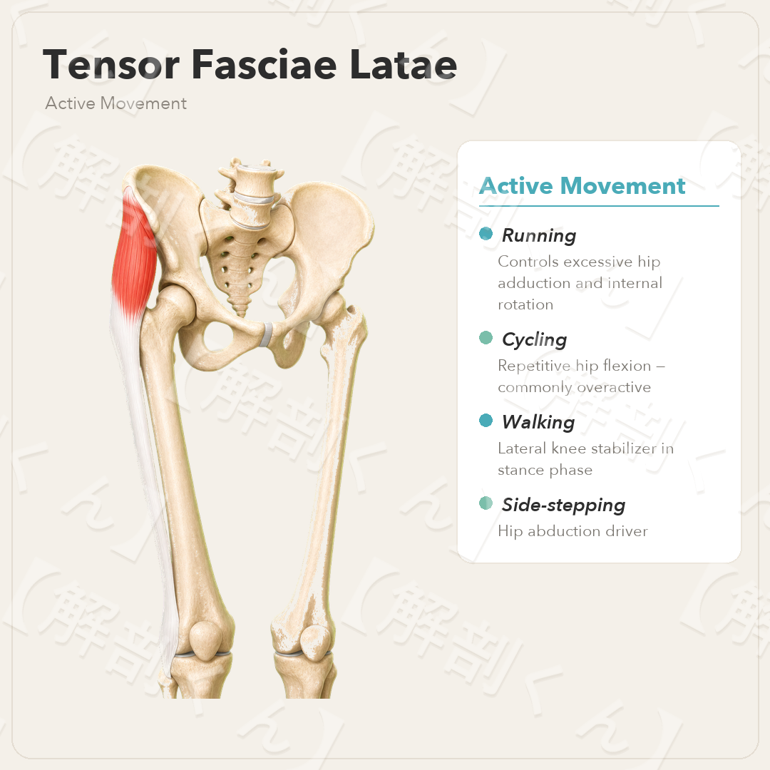 Tensor Fasciae Latae Active Movement