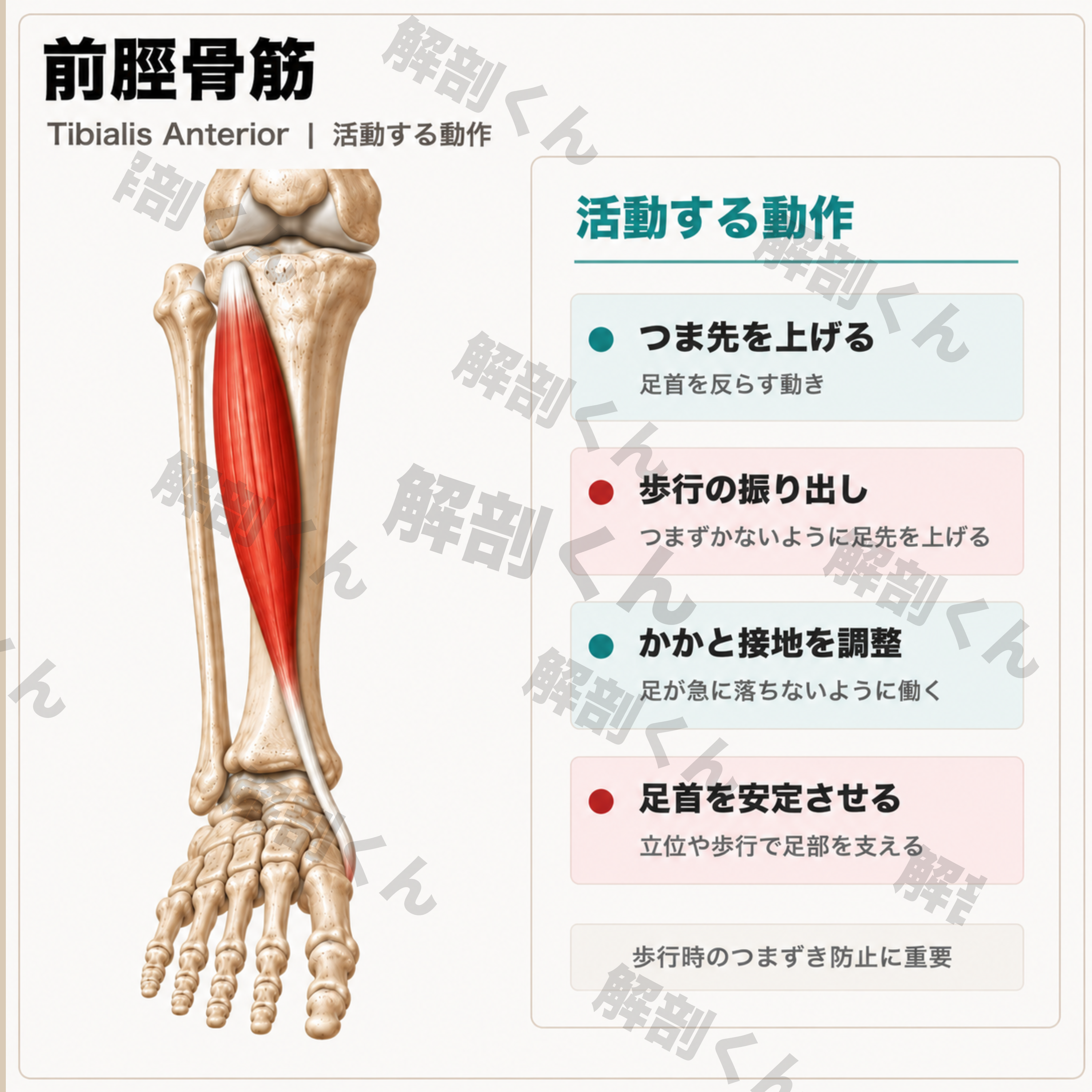 前脛骨筋 活動する動作