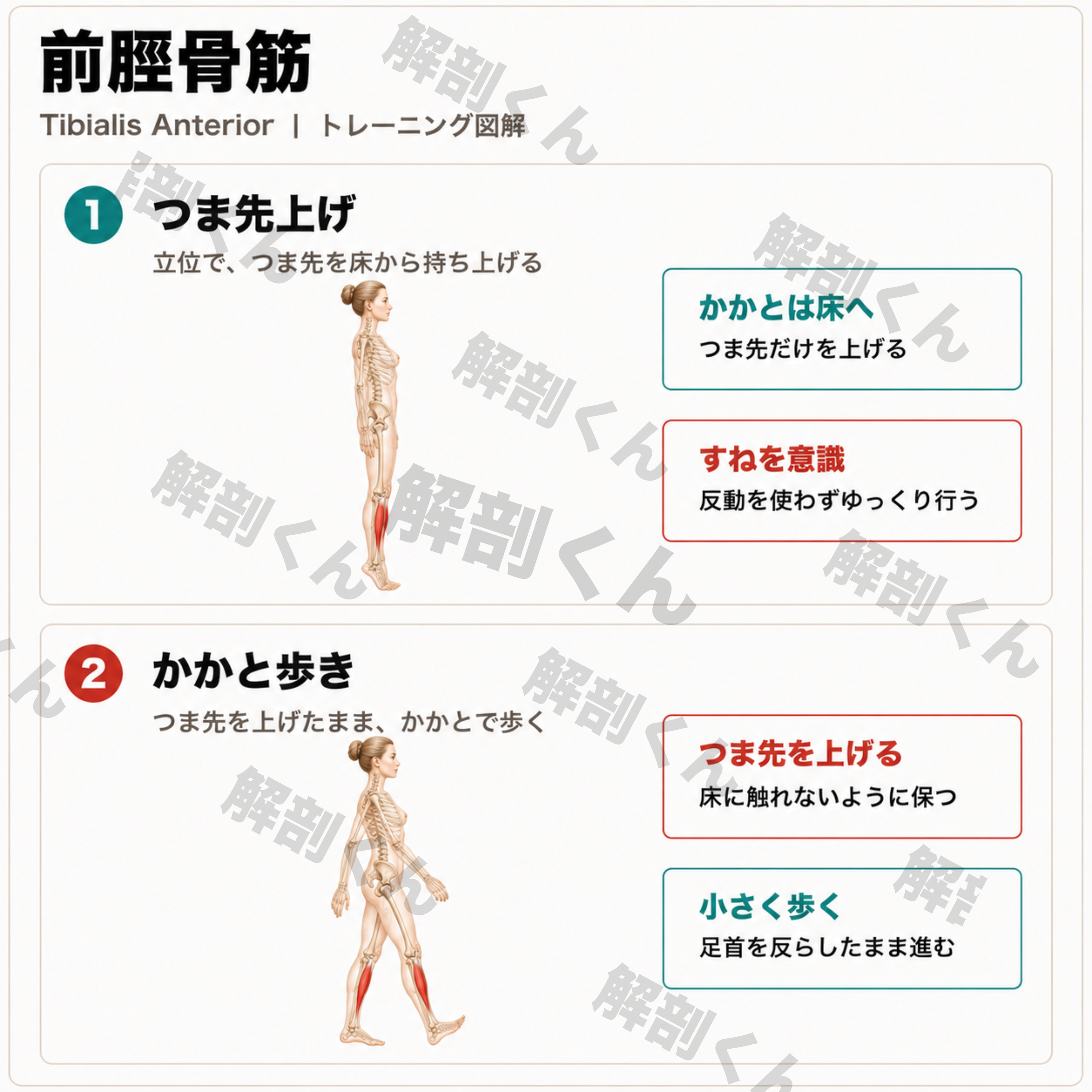 前脛骨筋 トレーニング図解