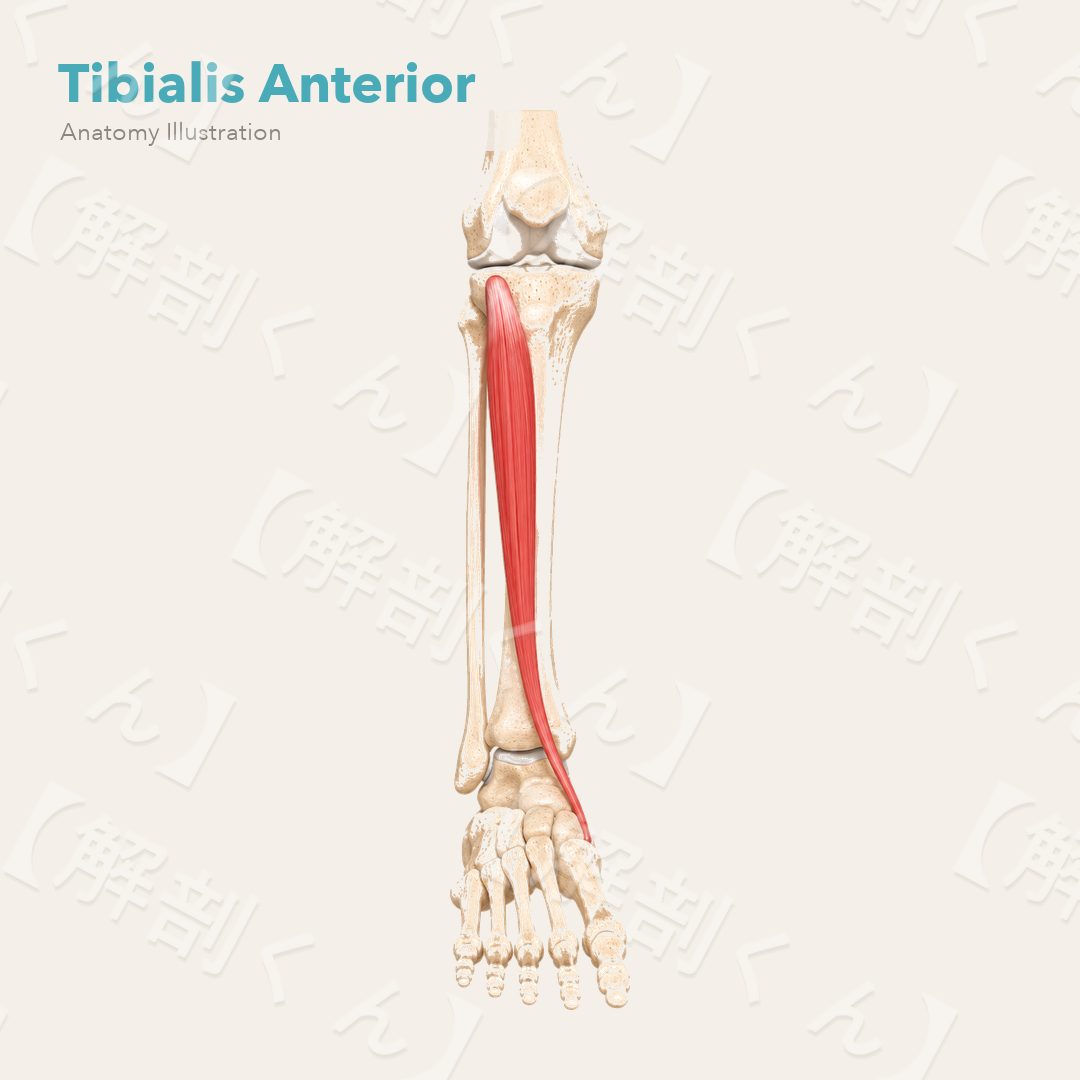 Tibialis Anterior