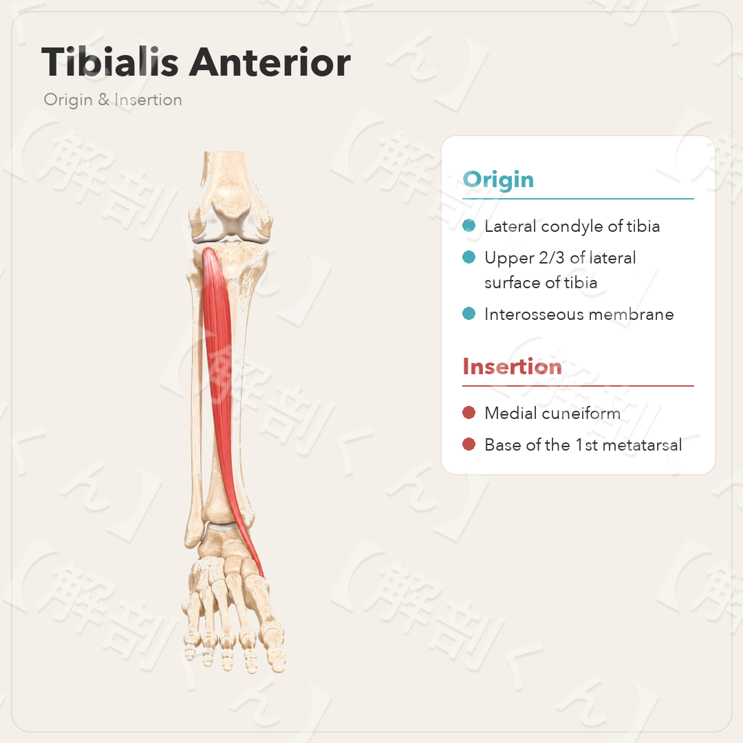 Tibialis Anterior Origin & Insertion