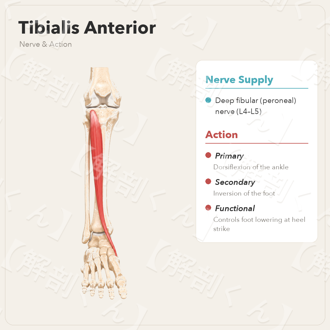 Tibialis Anterior Nerve & Function