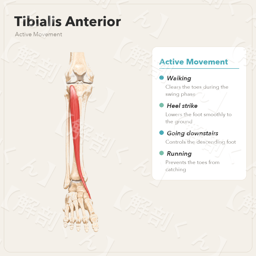 Tibialis Anterior Active Movement