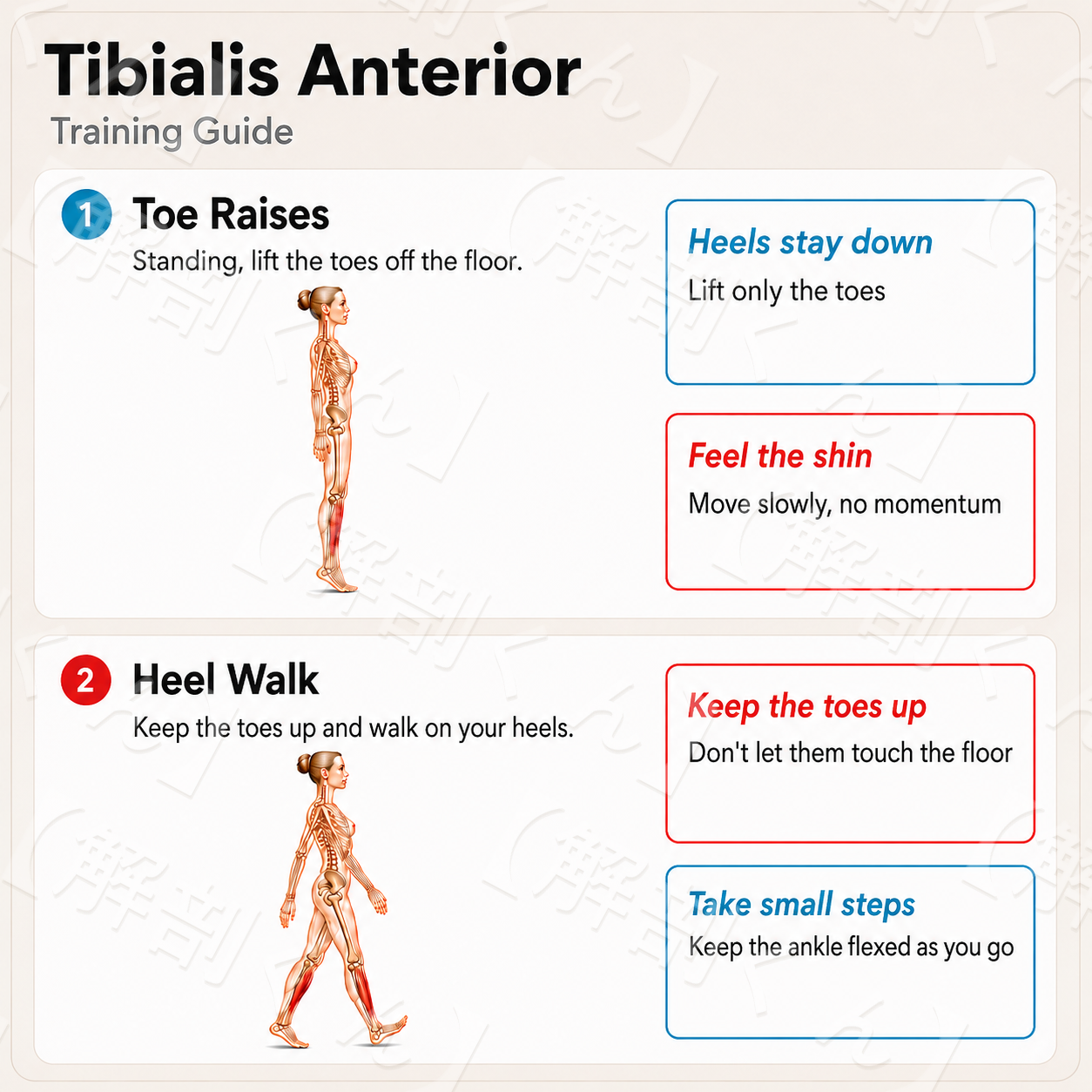Tibialis Anterior Training Guide
