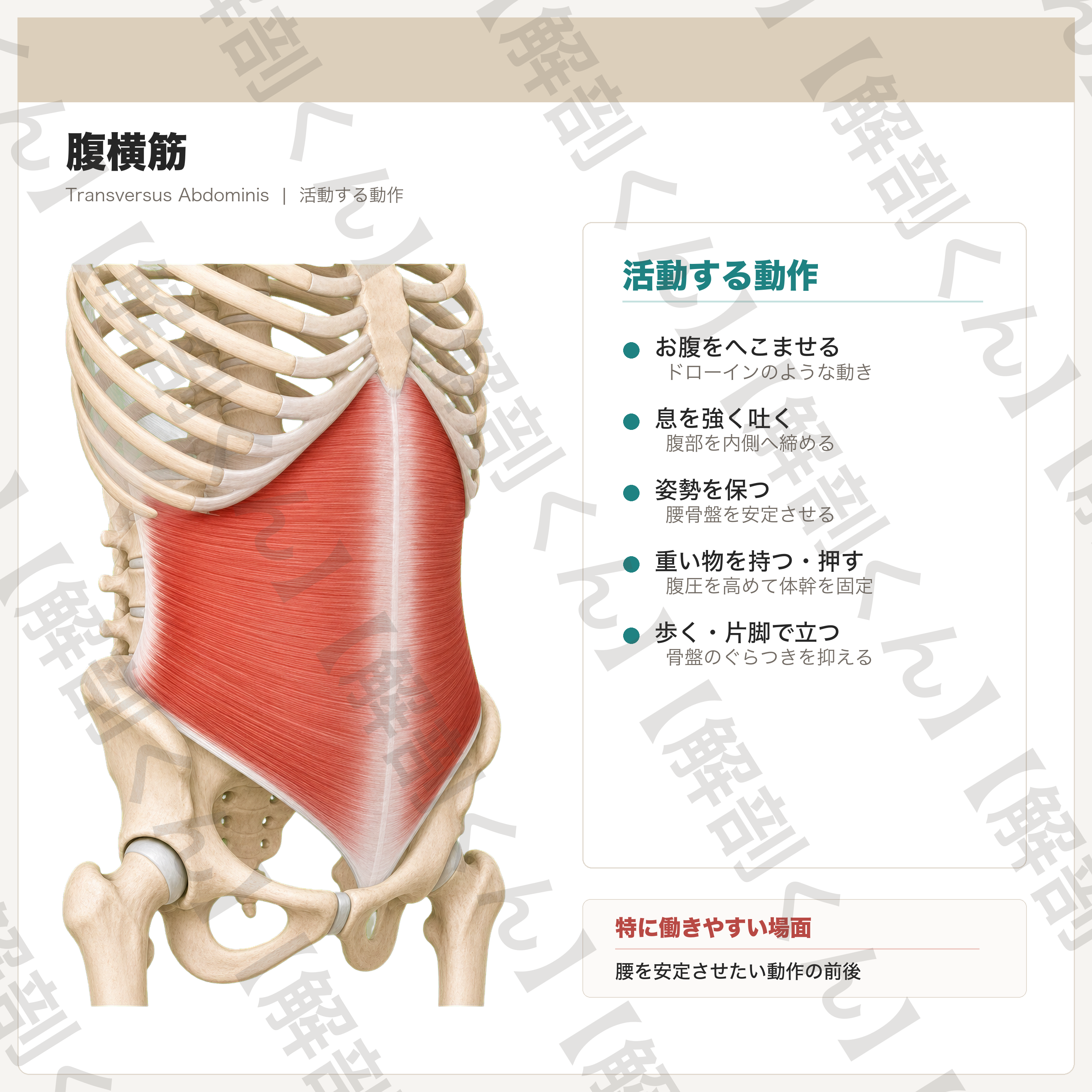 腹横筋 活動する動作