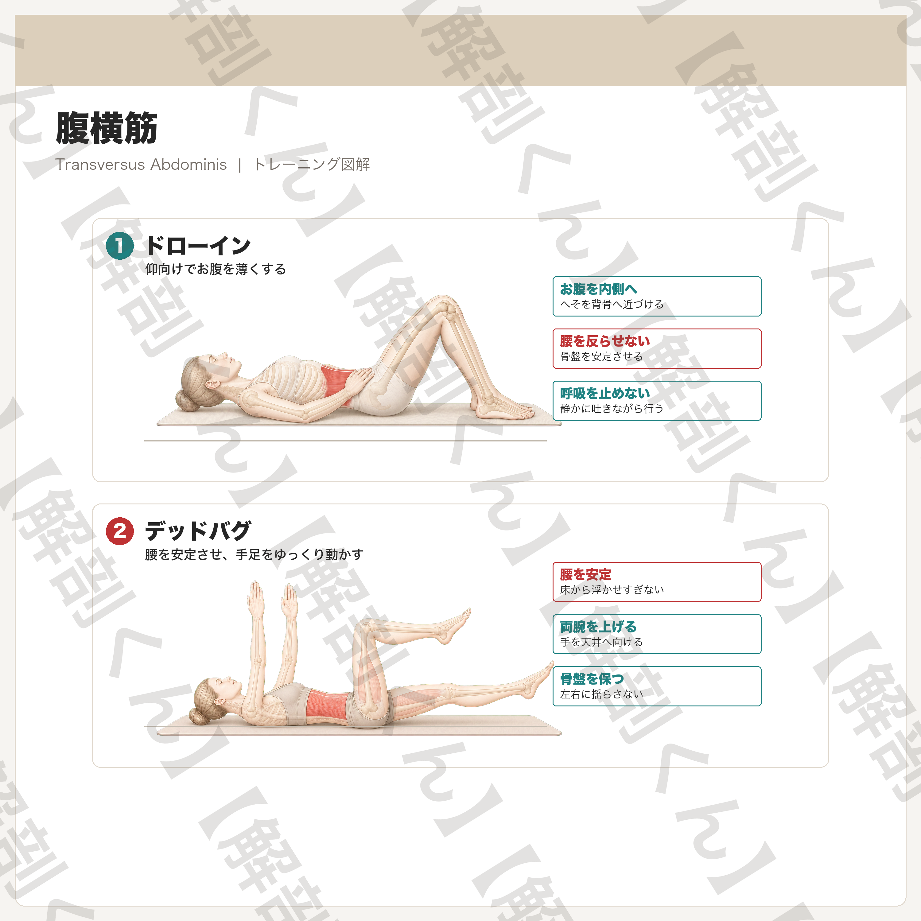 腹横筋 トレーニング図解