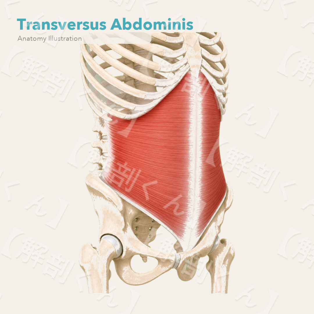 Transversus Abdominis