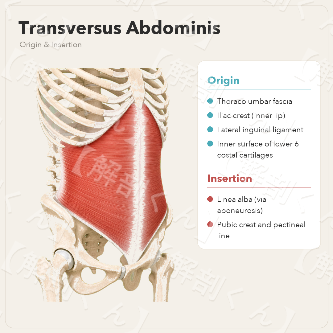 Transversus Abdominis Origin & Insertion