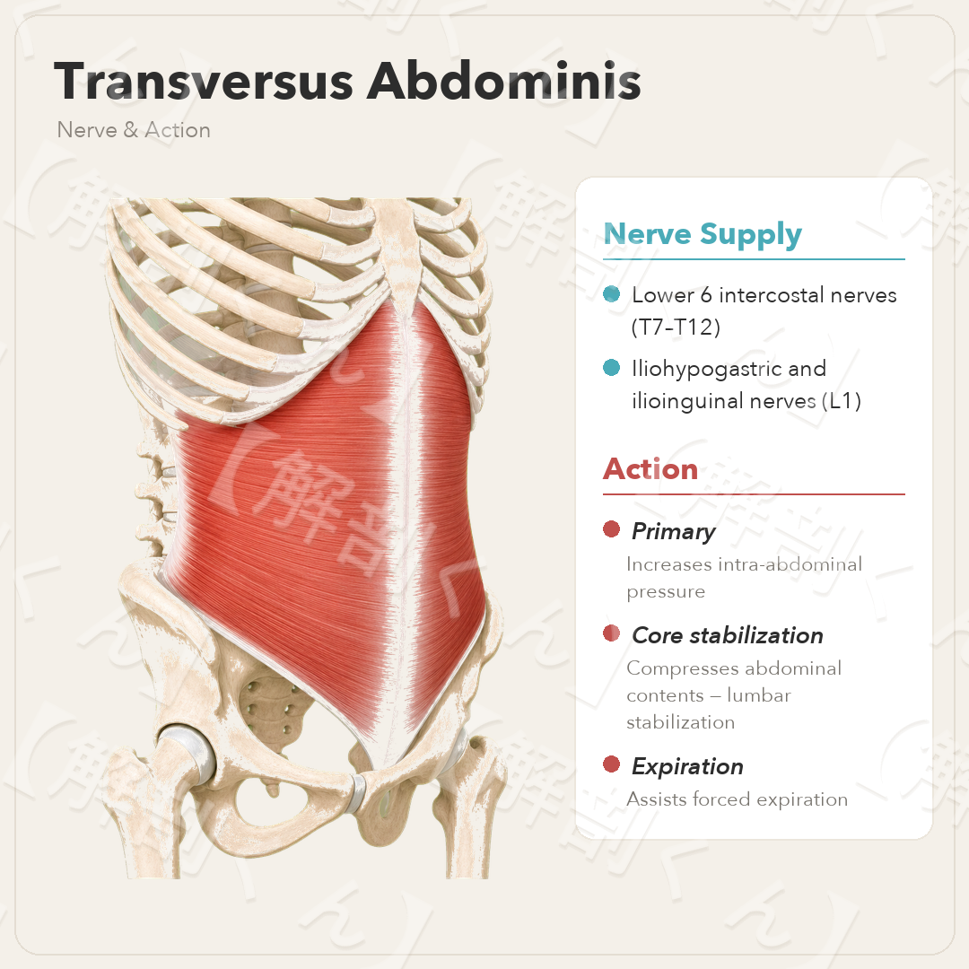 Transversus Abdominis Nerve & Function