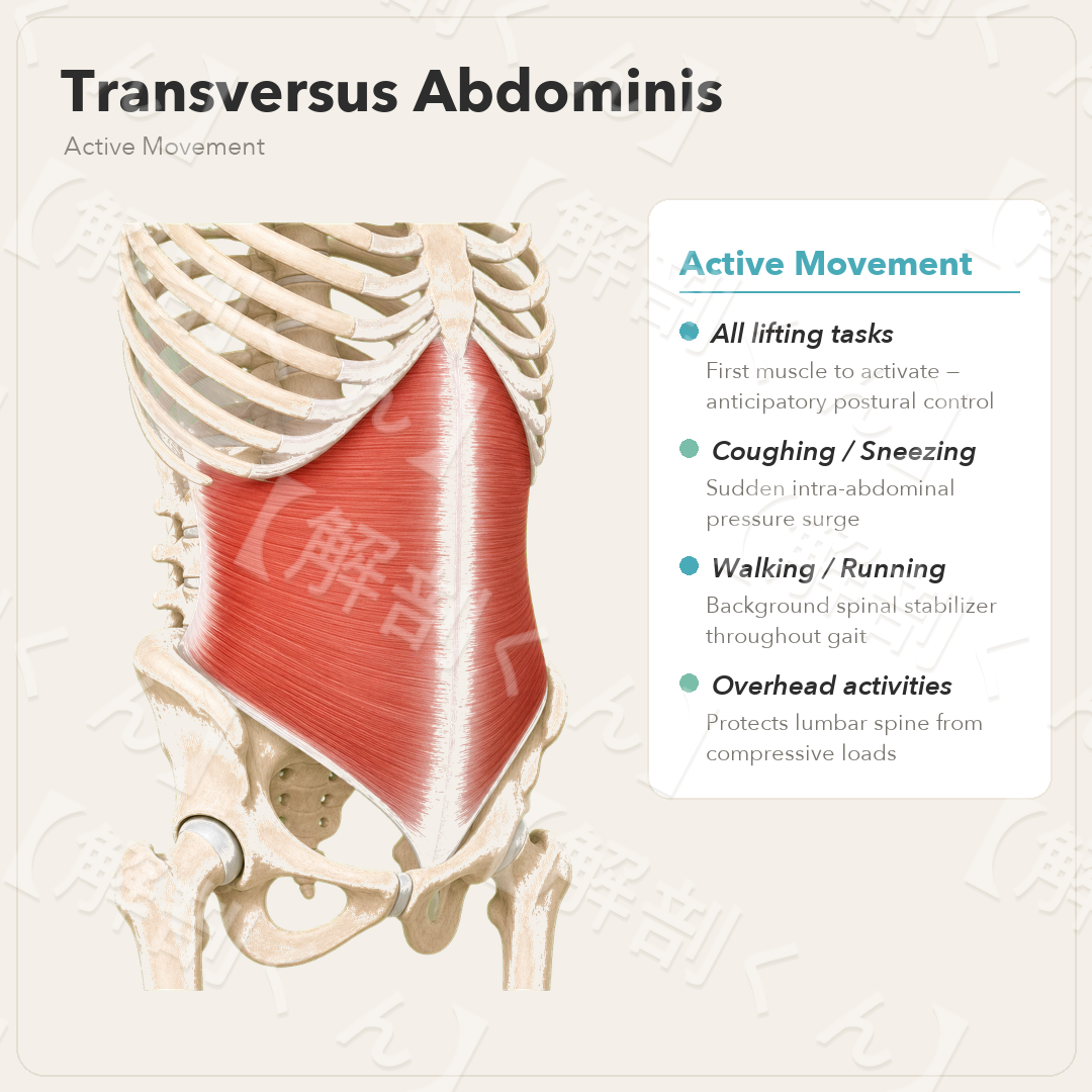 Transversus Abdominis Active Movement