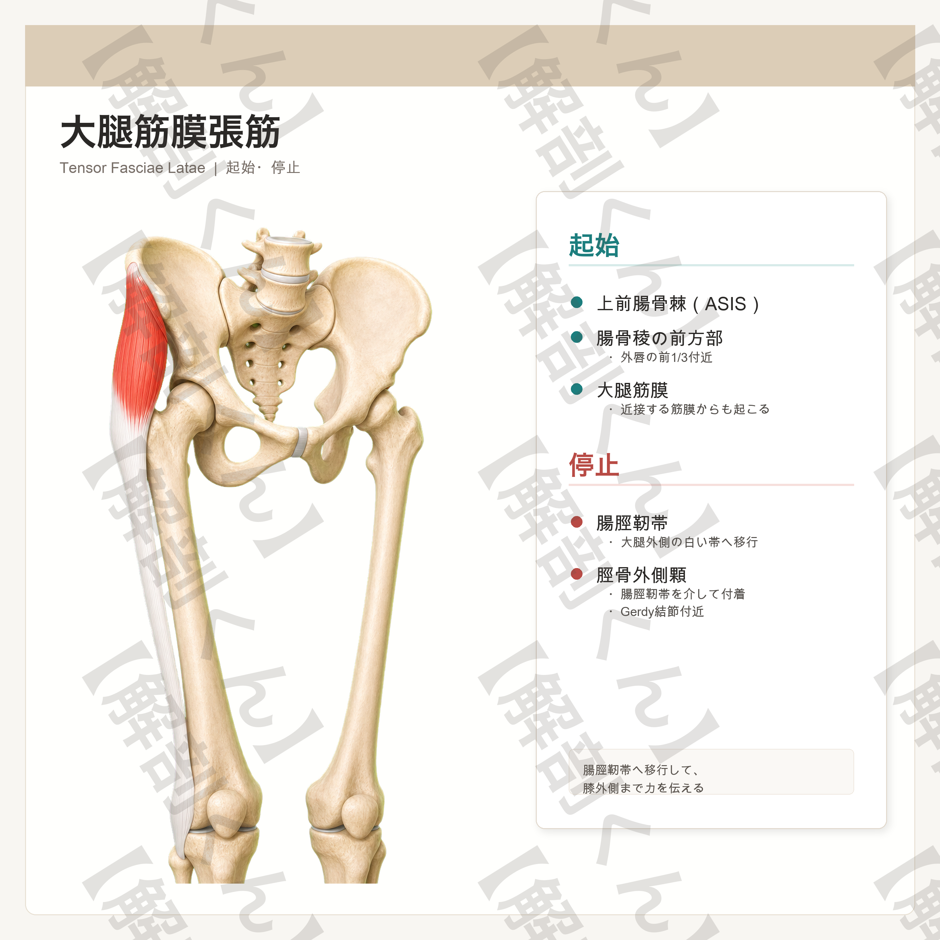 腰痛セット サンプル2